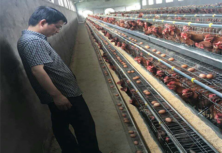 如何通过饲喂防止鸡中暑？